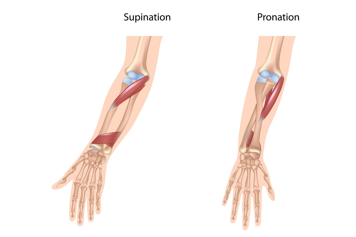 Zeichnung Anatomie Ellenbogen Pronation & Supination rechter Arm, Shutterstock